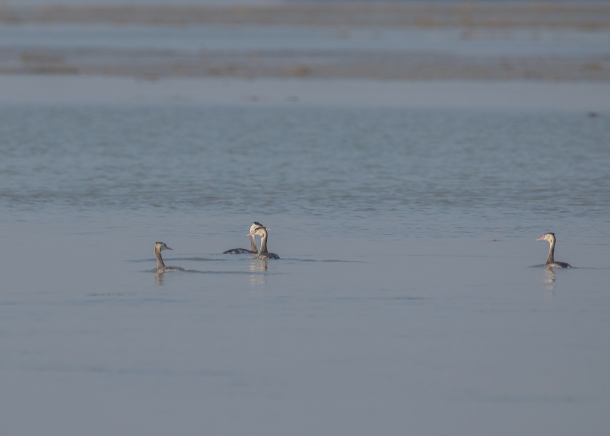 Great Crested Grebe - ML646208428