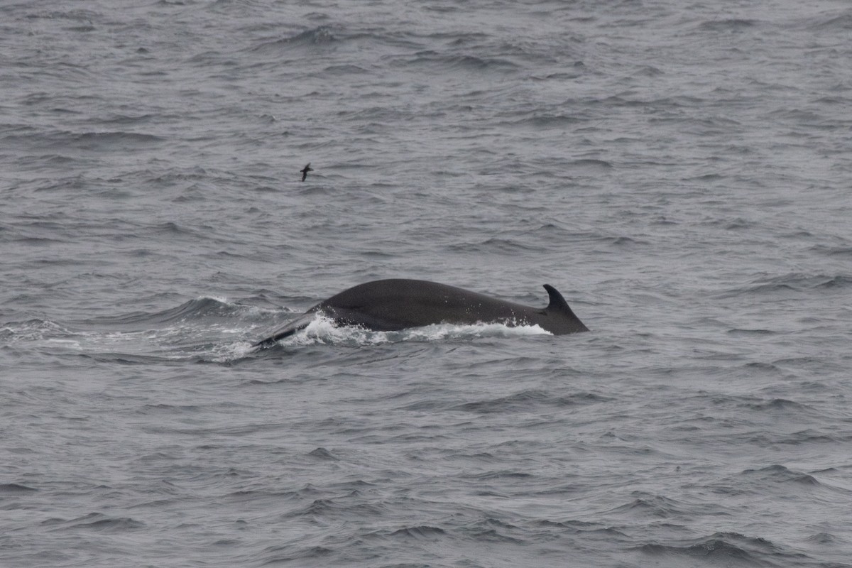 Northern Fin Whale - ML646208429