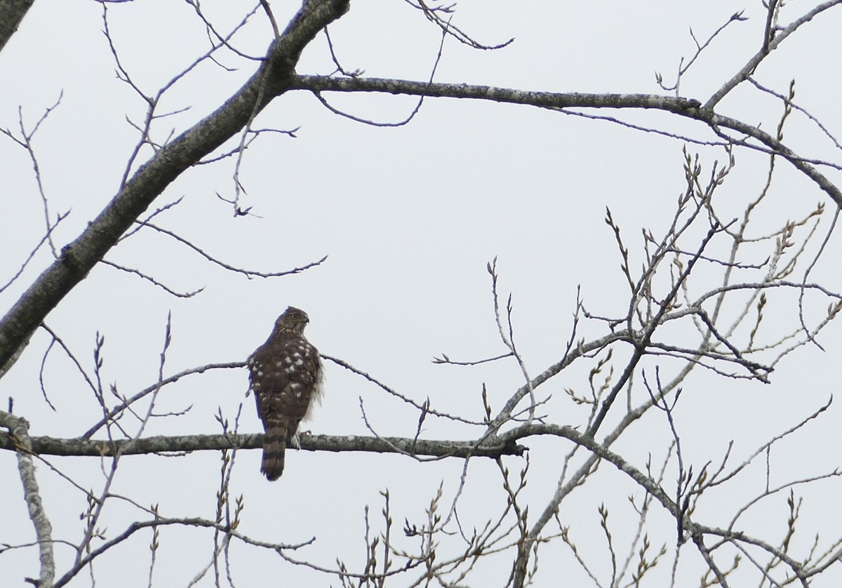 クーパーハイタカ - ML646208431