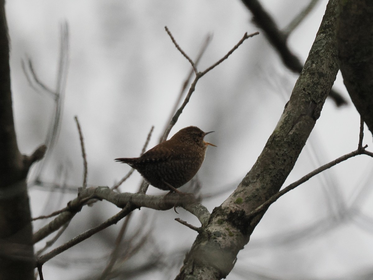 střízlík kanadský - ML646208433