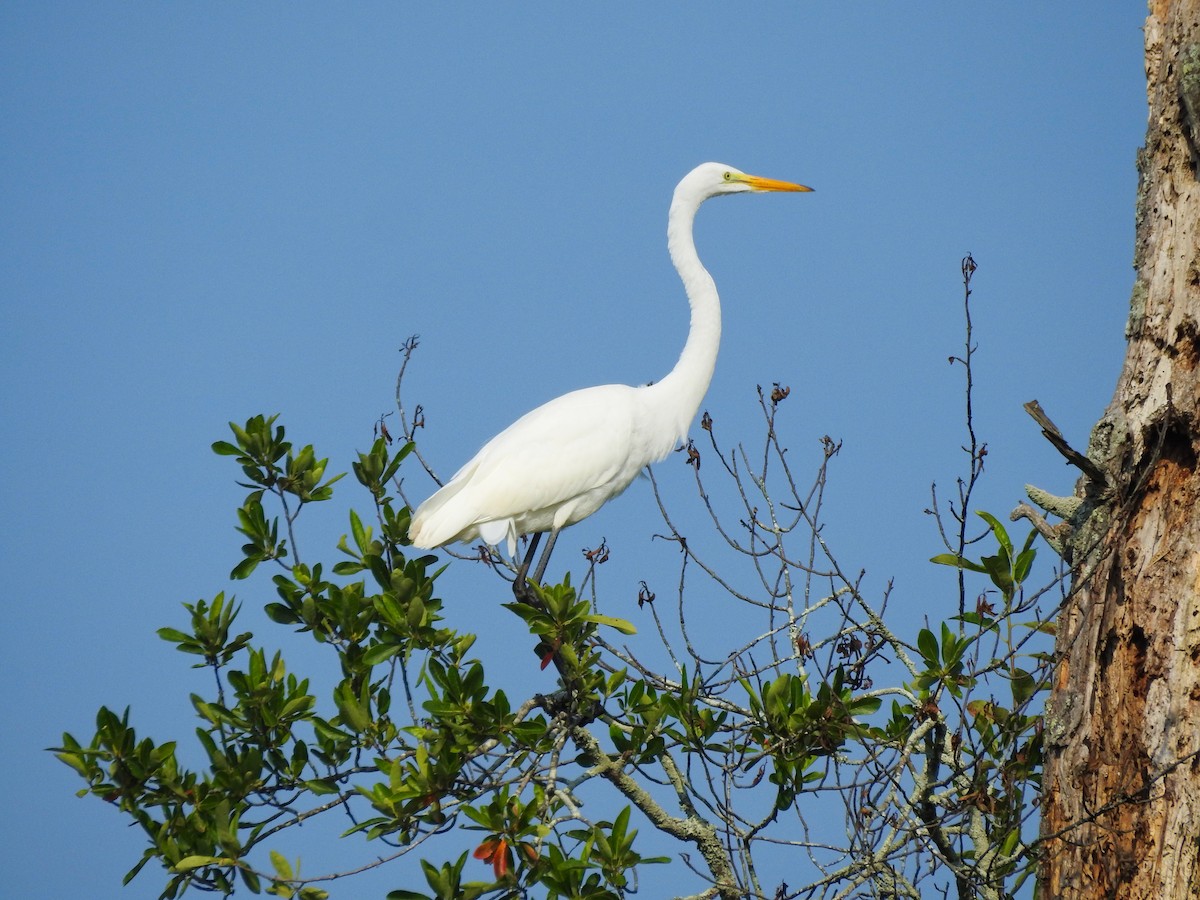 Чапля велика - ML646208434