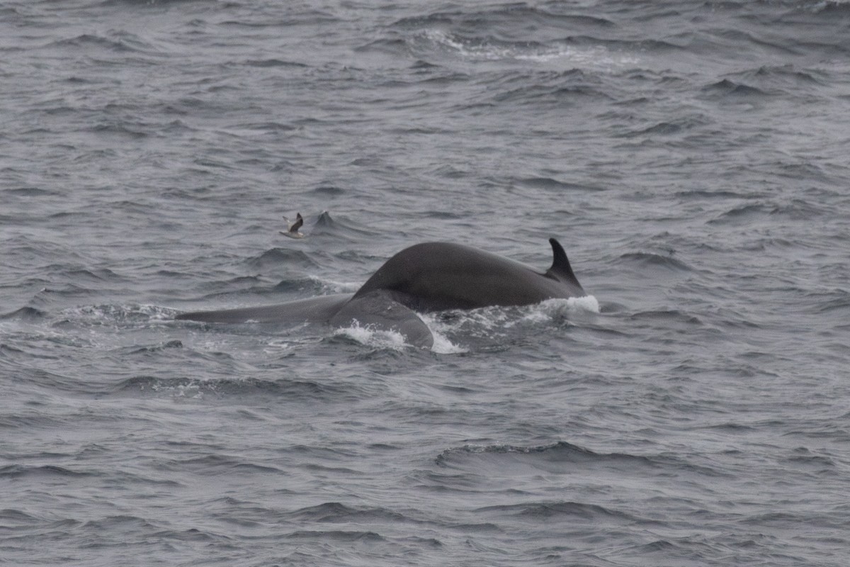 Northern Fin Whale - ML646208440