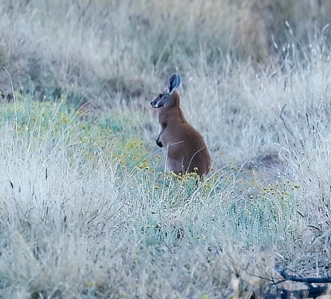 Red Kangaroo - ML646208441