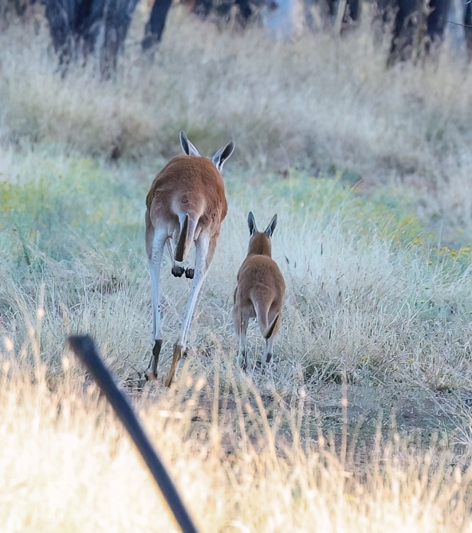 Red Kangaroo - ML646208442