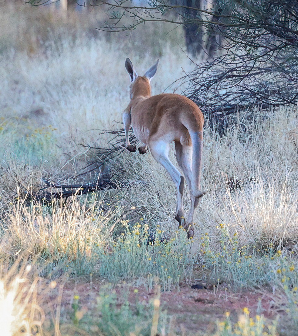 Red Kangaroo - ML646208443