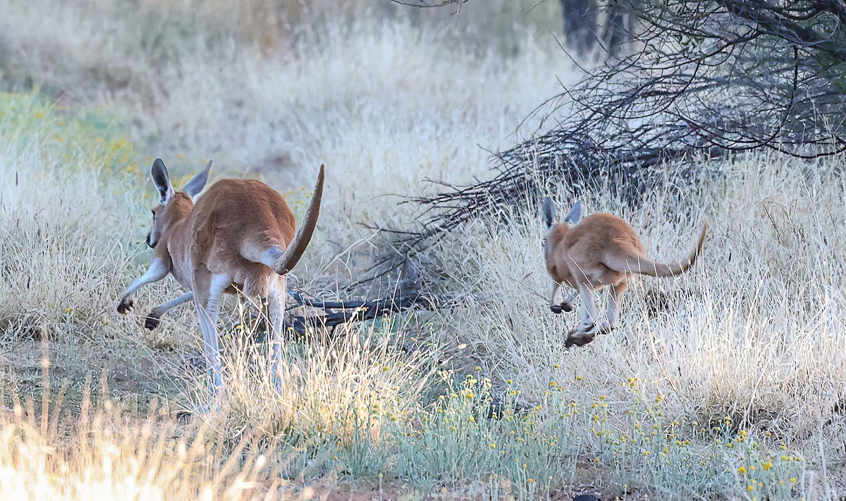 Red Kangaroo - ML646208444