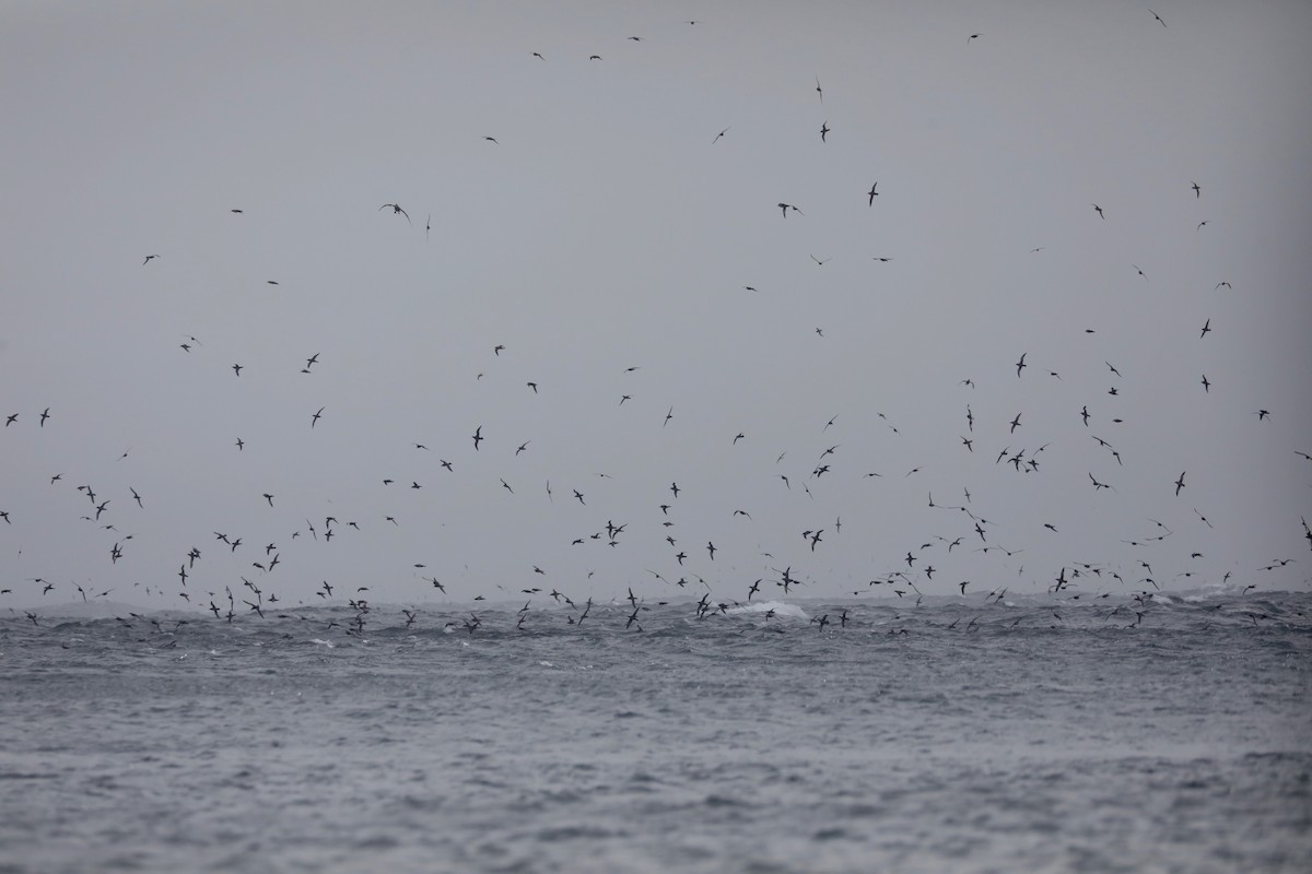 Sooty Shearwater - ML646208447