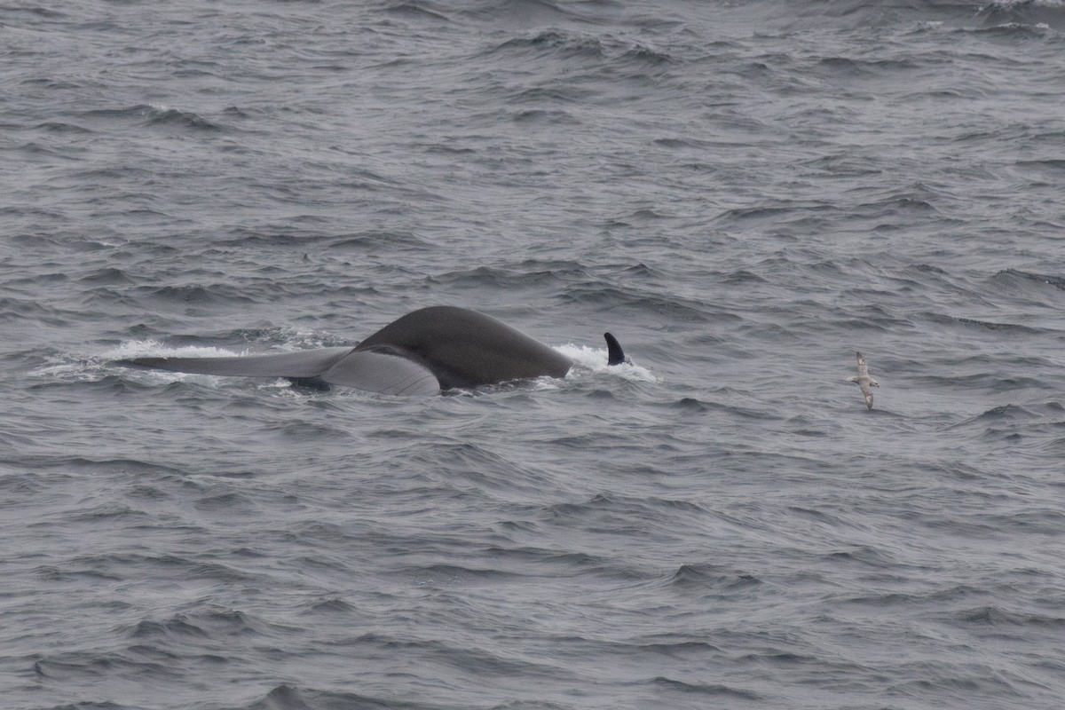 Northern Fin Whale - ML646208448