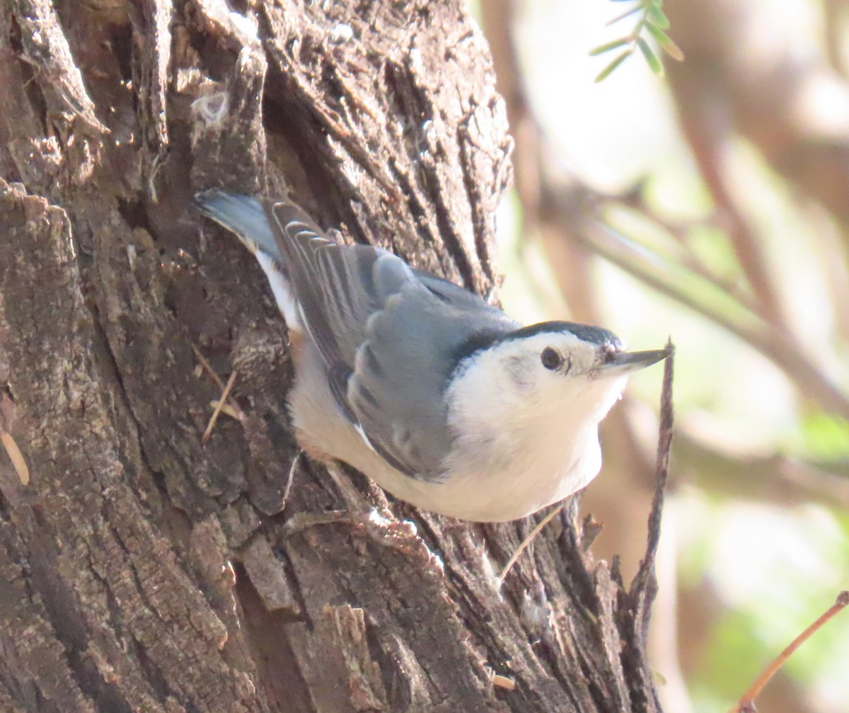 White-breasted Nuthatch (Interior West) - ML646208450