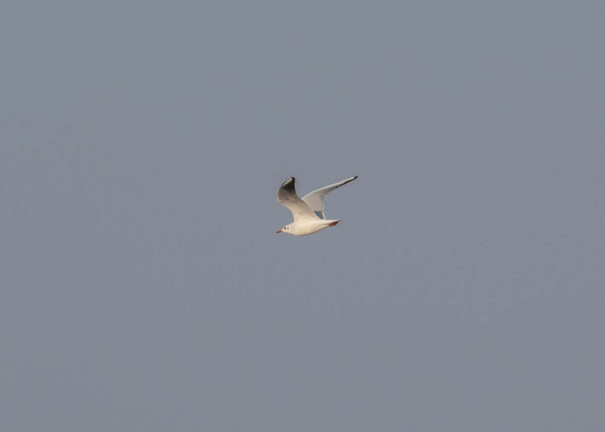 Black-headed Gull - ML646208451