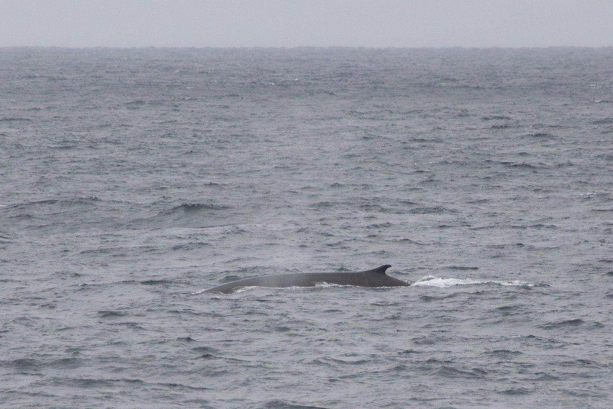 Northern Fin Whale - ML646208461