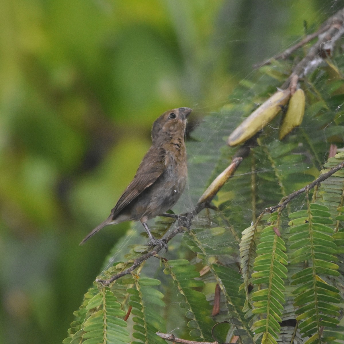 Black-and-white Seedeater - ML646208463