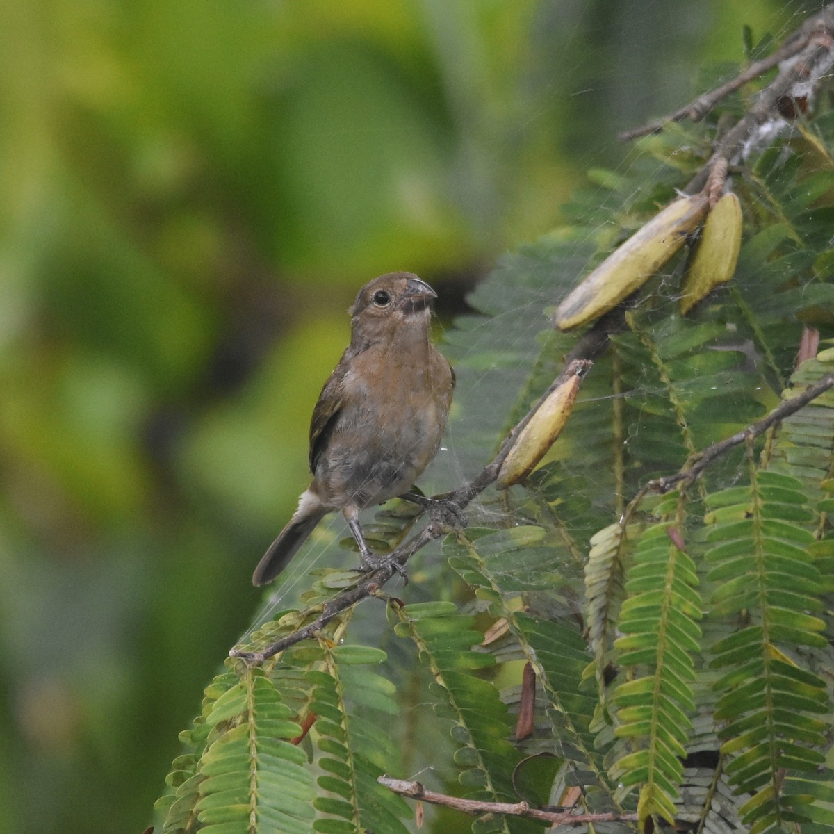 Black-and-white Seedeater - ML646208464