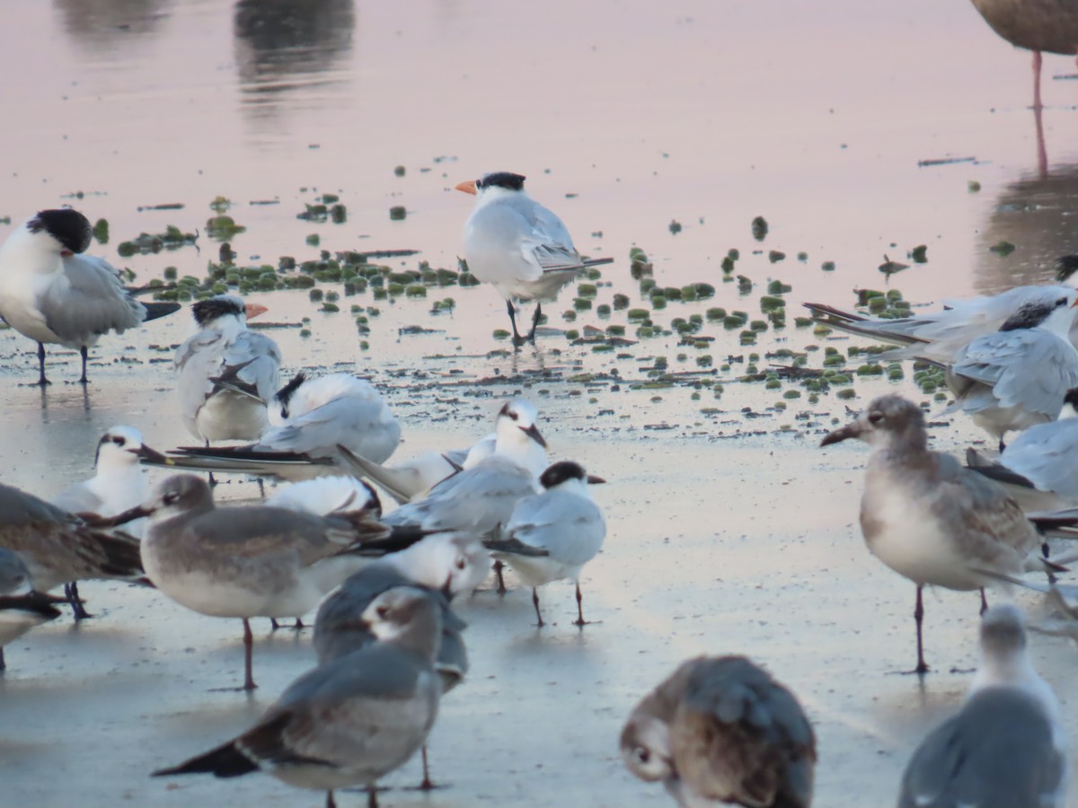 Sandwich Tern - ML646208469