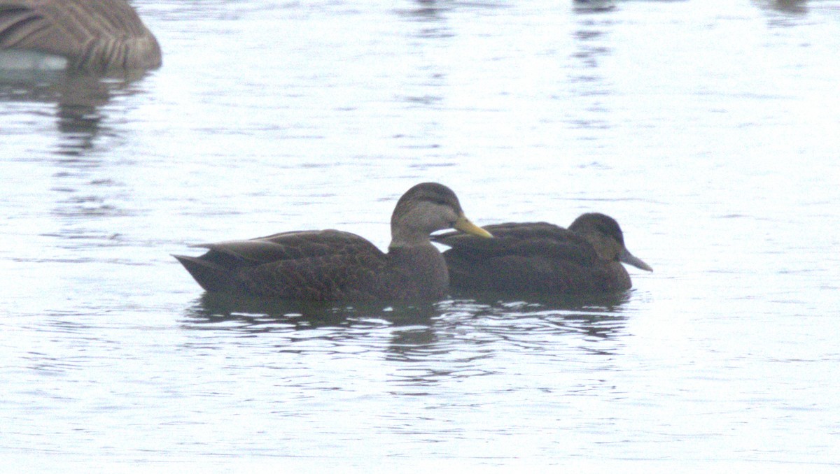 Ahate iluna - ML646208470