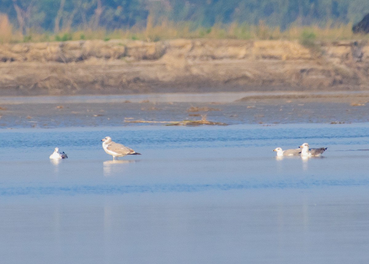 Pallas's Gull - ML646208473