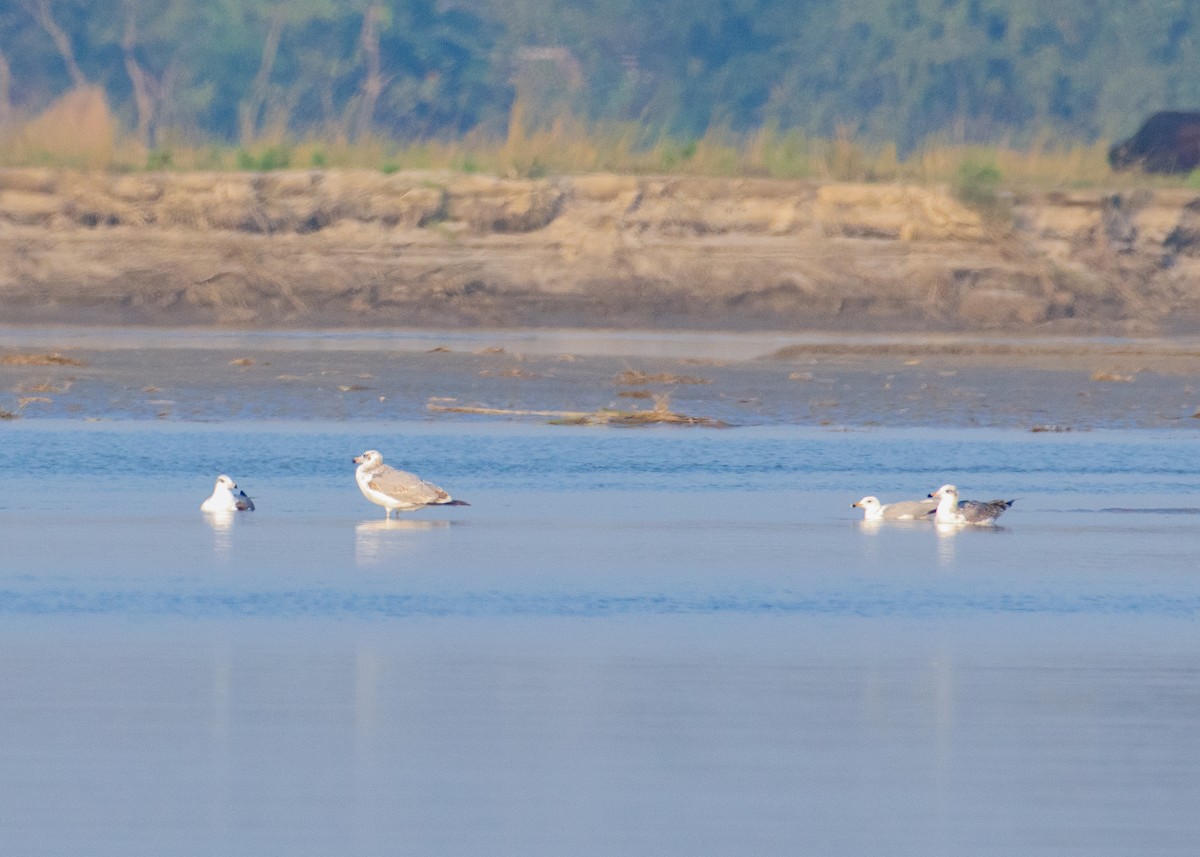 Pallas's Gull - ML646208474
