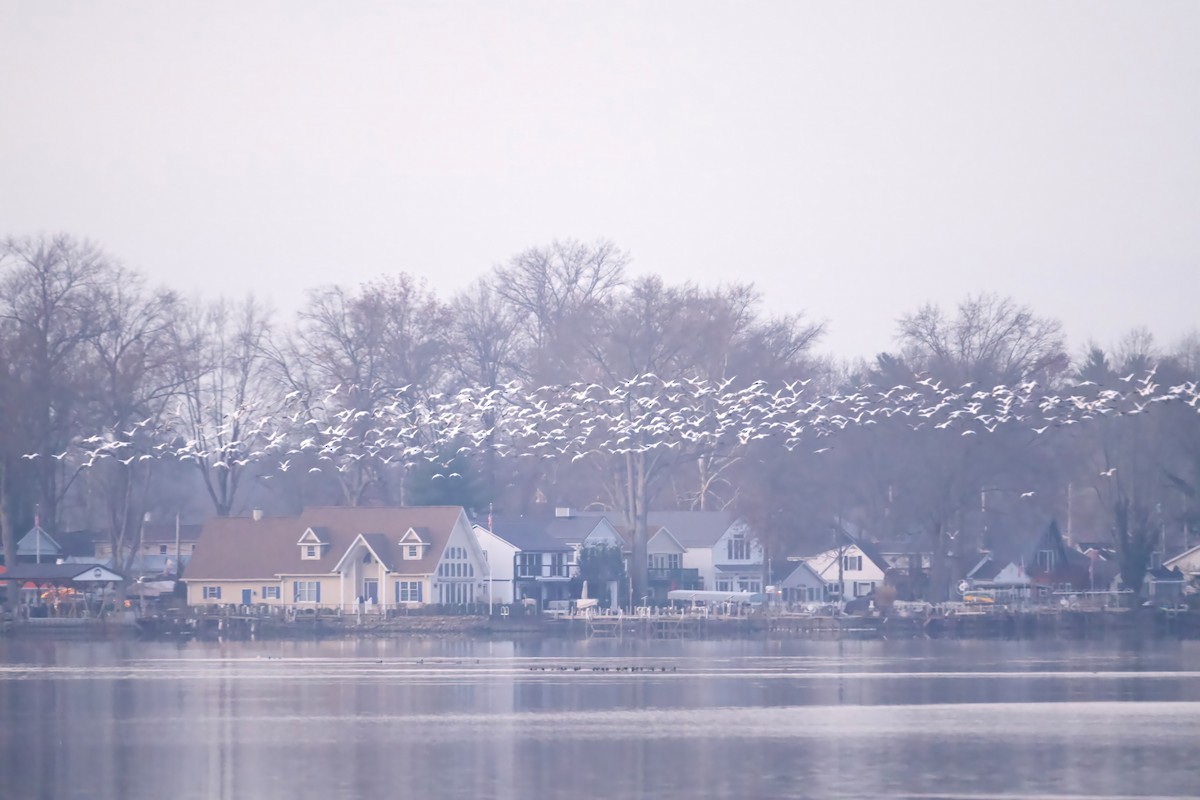 Snow Goose - ML646208477