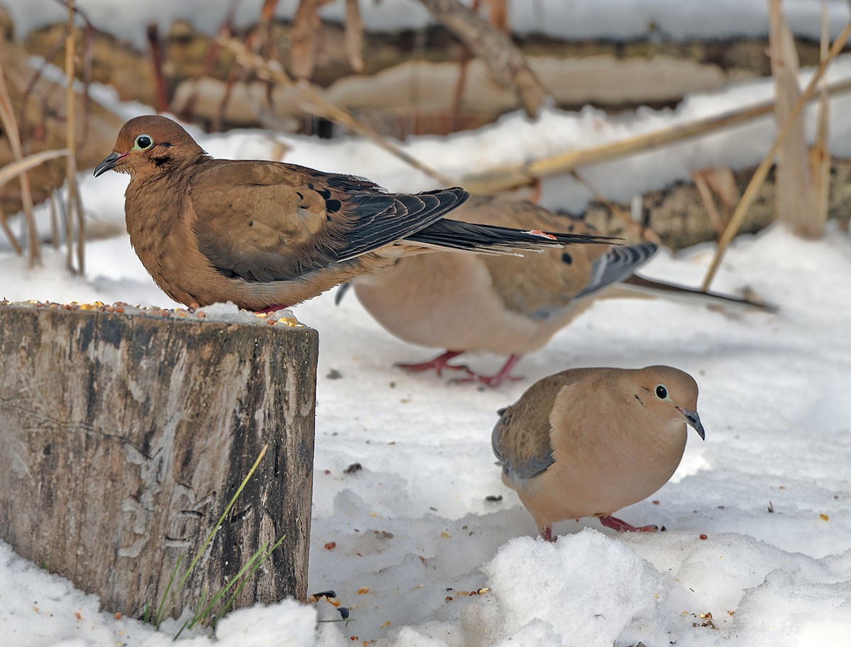 Mourning Dove - ML646208480
