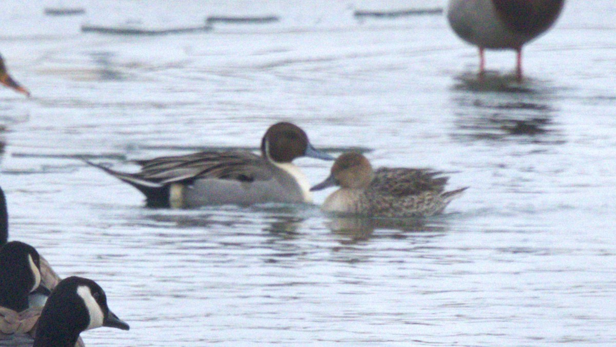 Northern Pintail - ML646208481