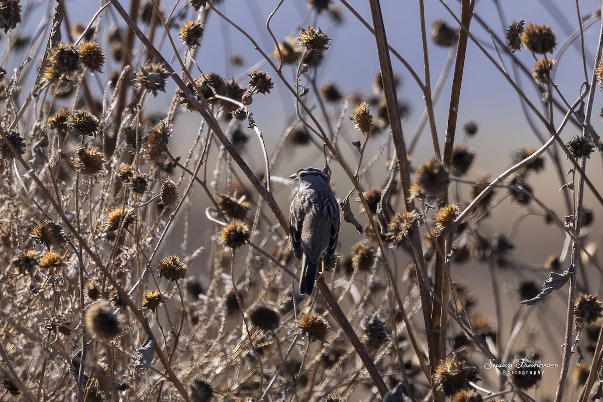 White-crowned Sparrow (Gambel's) - ML646208483