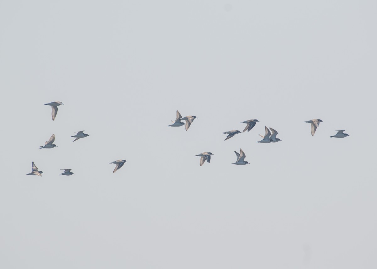 hvitbrystlo - ML646208487