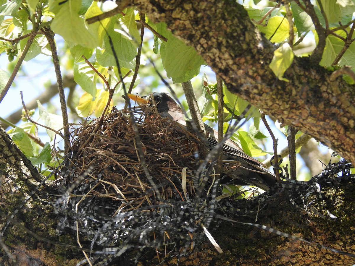 Дрізд мандрівний - ML646208488