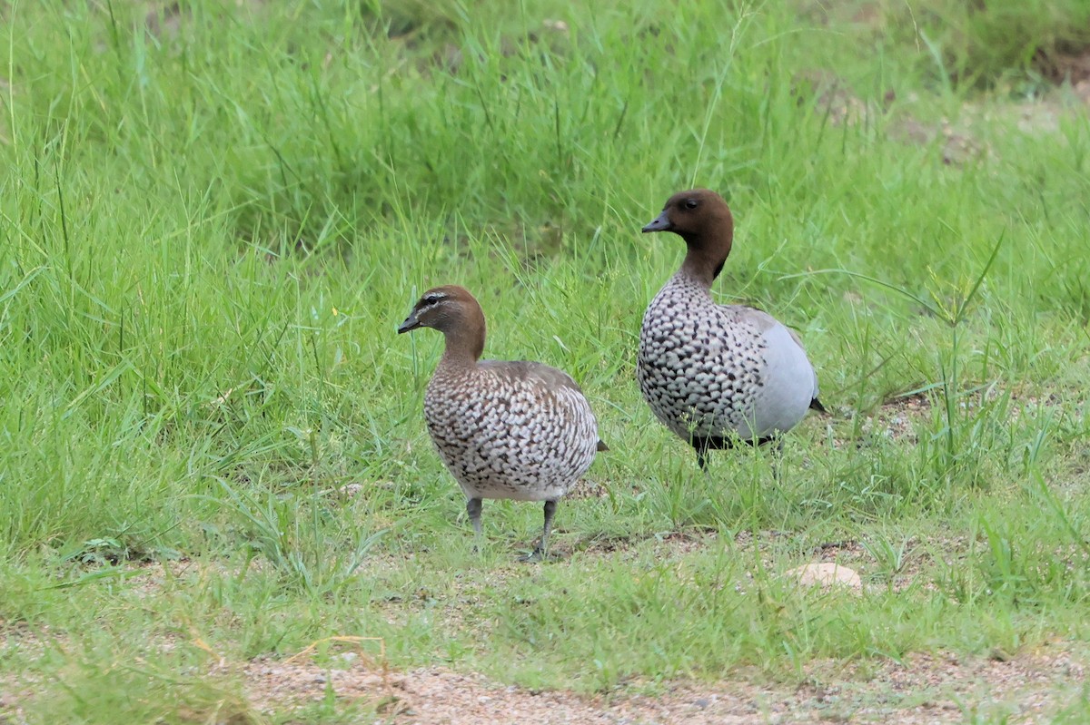 Maned Duck - ML646208489