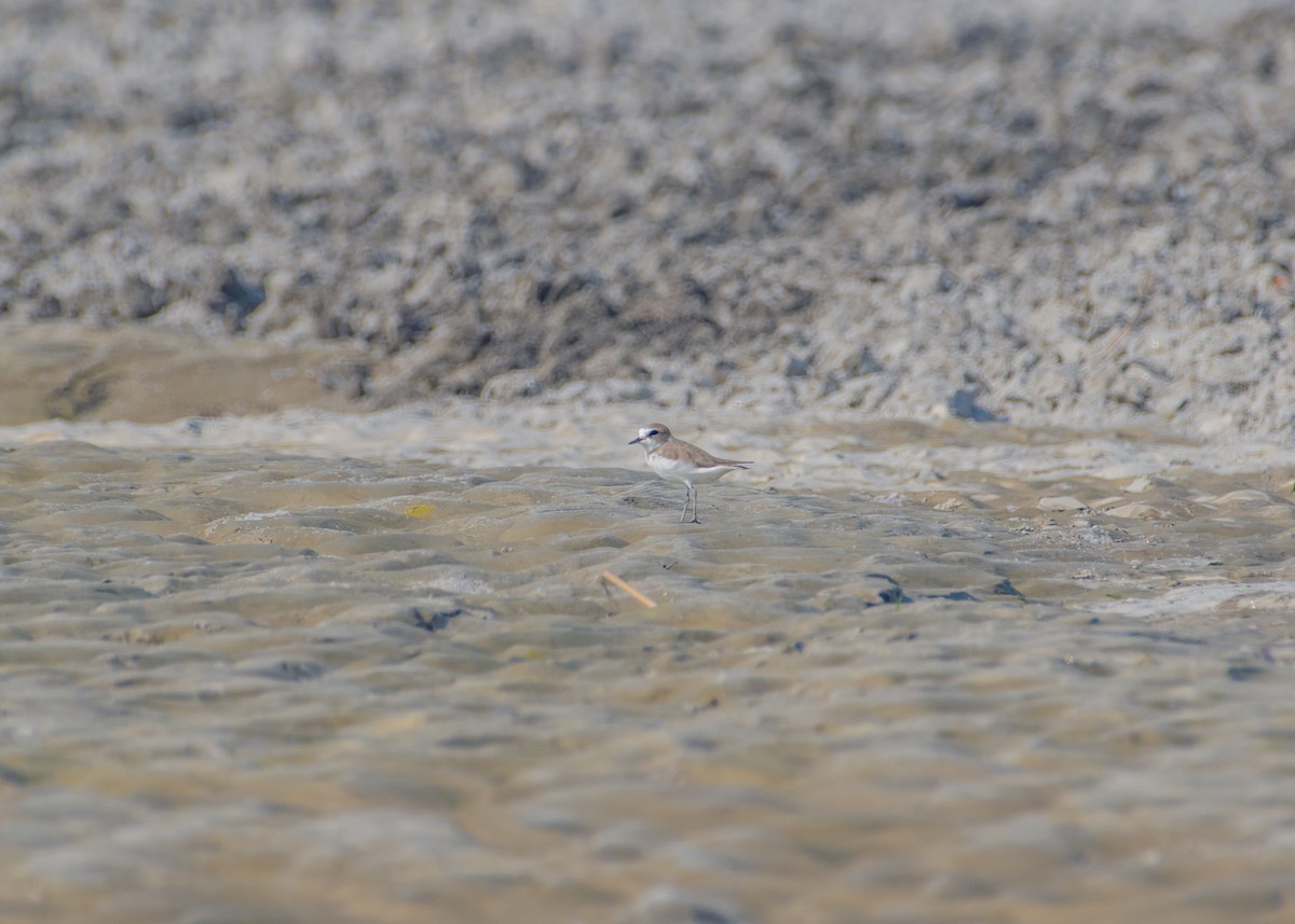 hvitbrystlo - ML646208494