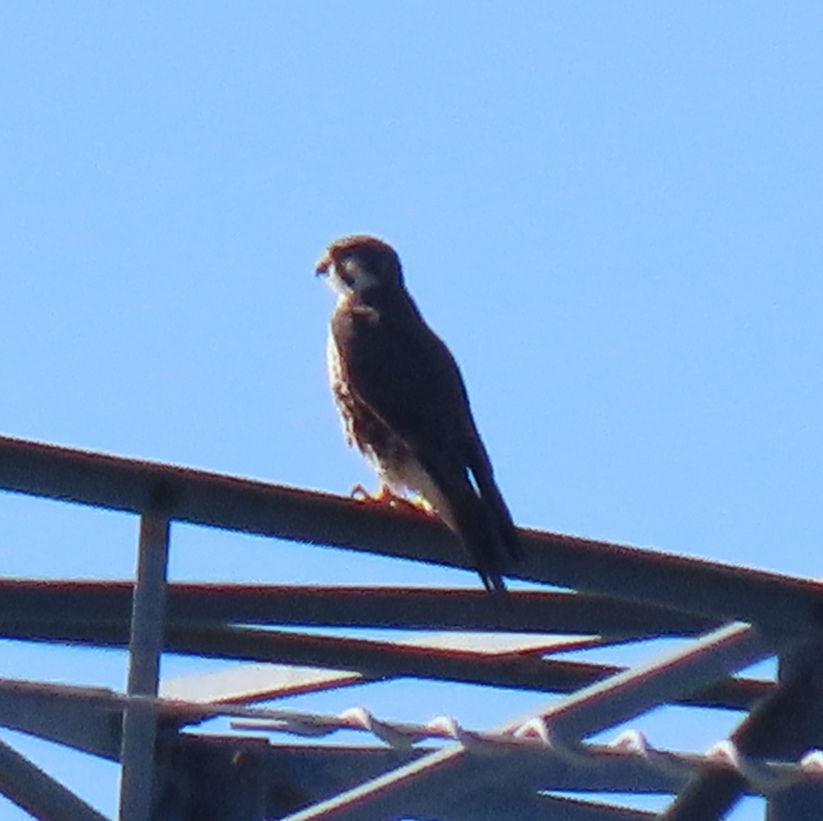 Prairie Falcon - ML646208496