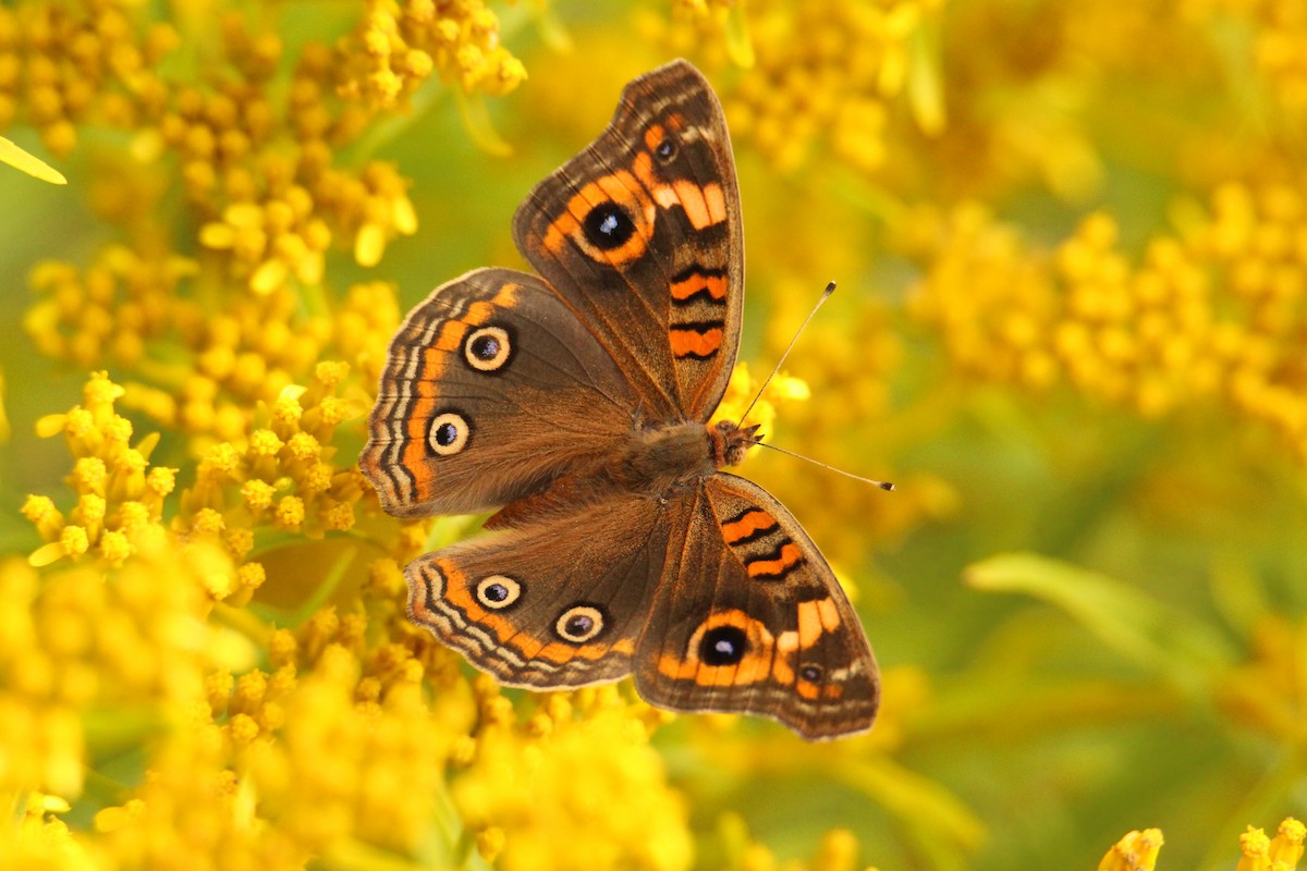 West Indian Mangrove Buckeye - ML646208497