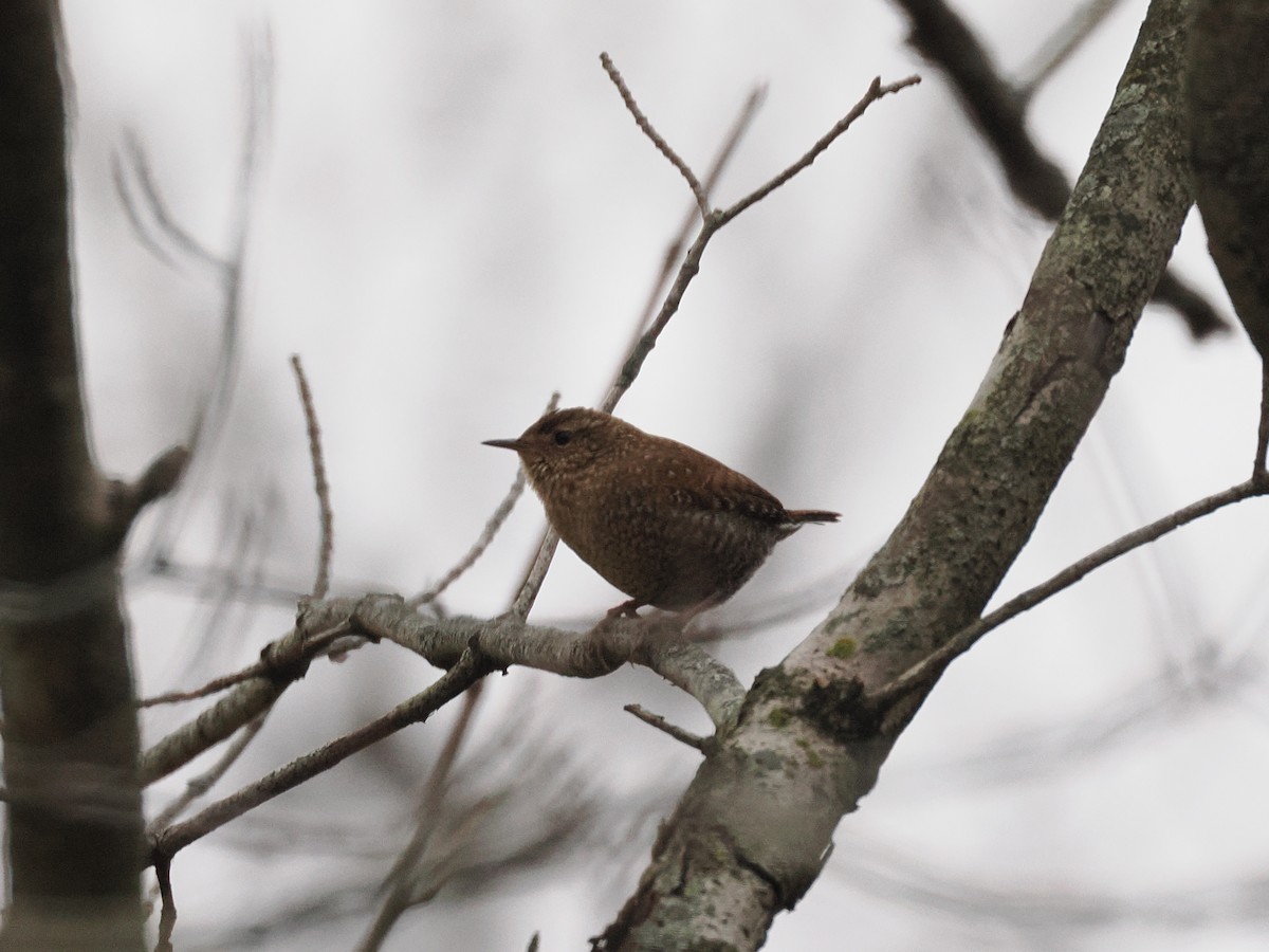 střízlík kanadský - ML646208498