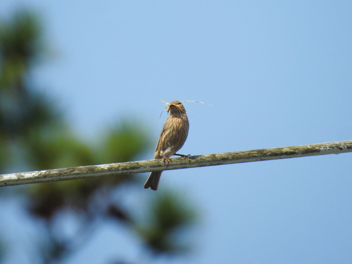 Чечевиця садова - ML646208499