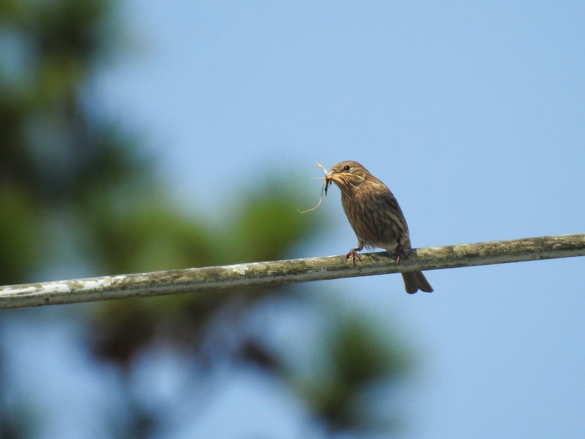 Чечевиця садова - ML646208500