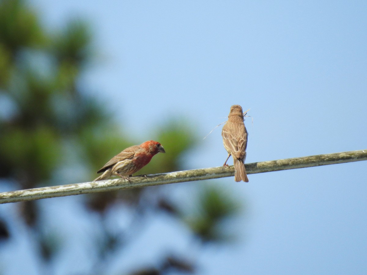 Чечевиця садова - ML646208501