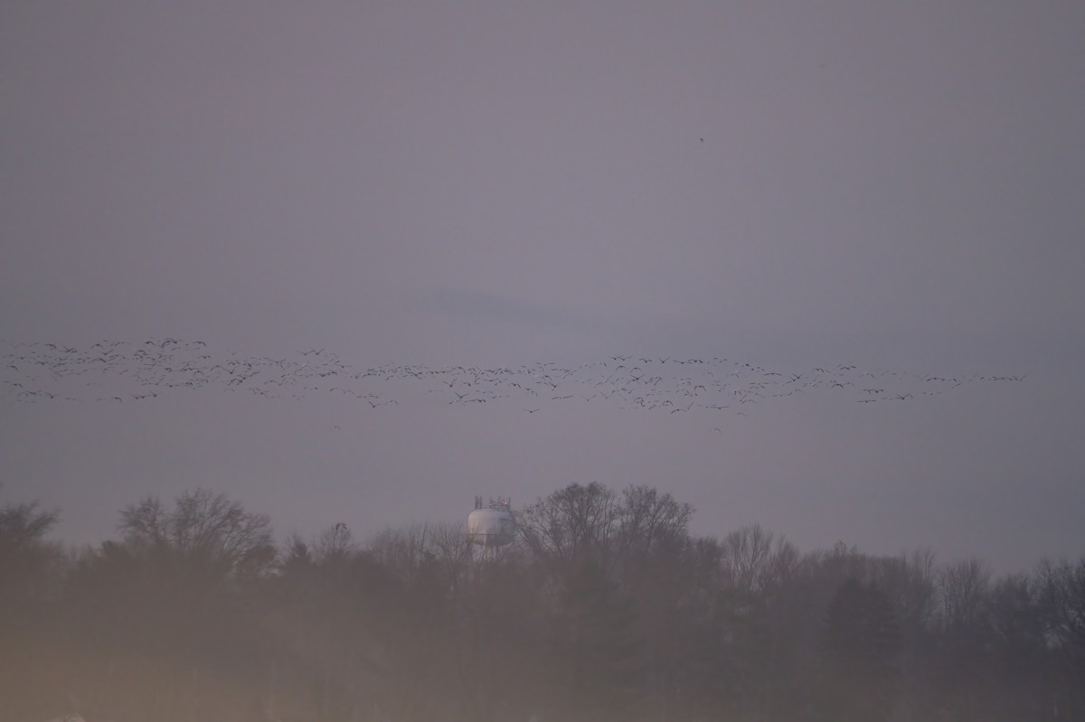 Snow Goose - ML646208503