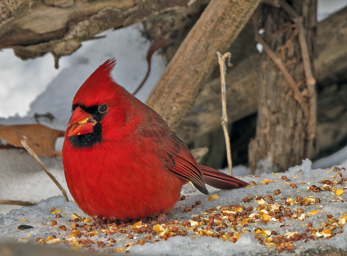 Northern Cardinal - ML646208505