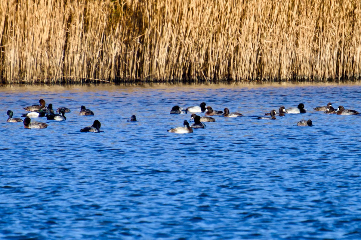 Greater Scaup - ML646208506