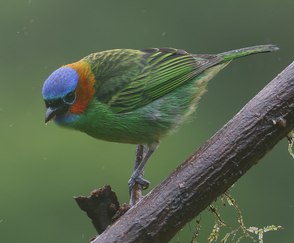 Red-necked Tanager - ML646208510