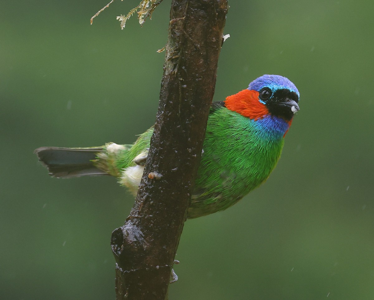 Red-necked Tanager - ML646208511