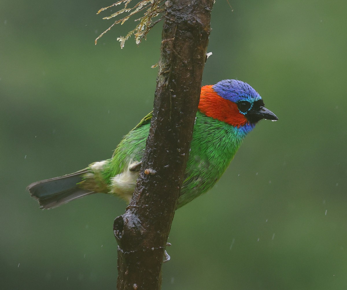 Red-necked Tanager - ML646208512