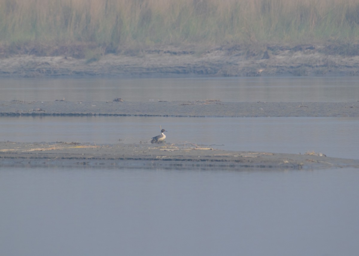 Northern Pintail - ML646208514
