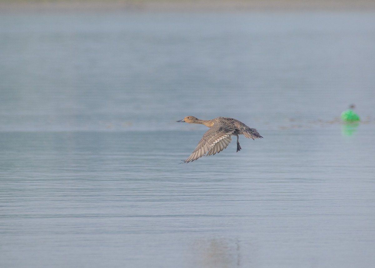 Northern Pintail - ML646208515