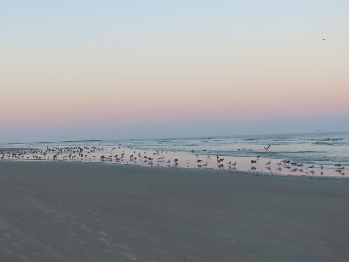 Larinae sp. - ML646208518