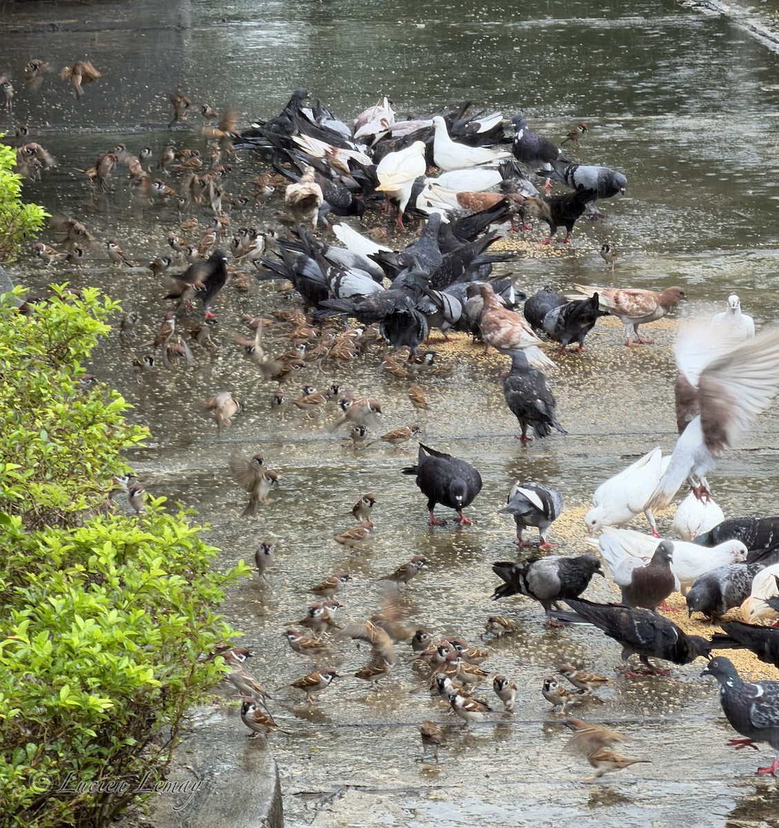 Голуб сизий (міський) - ML646208519