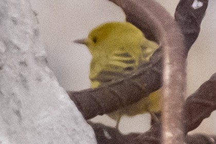 Takkeli Ötleğen - ML646208521