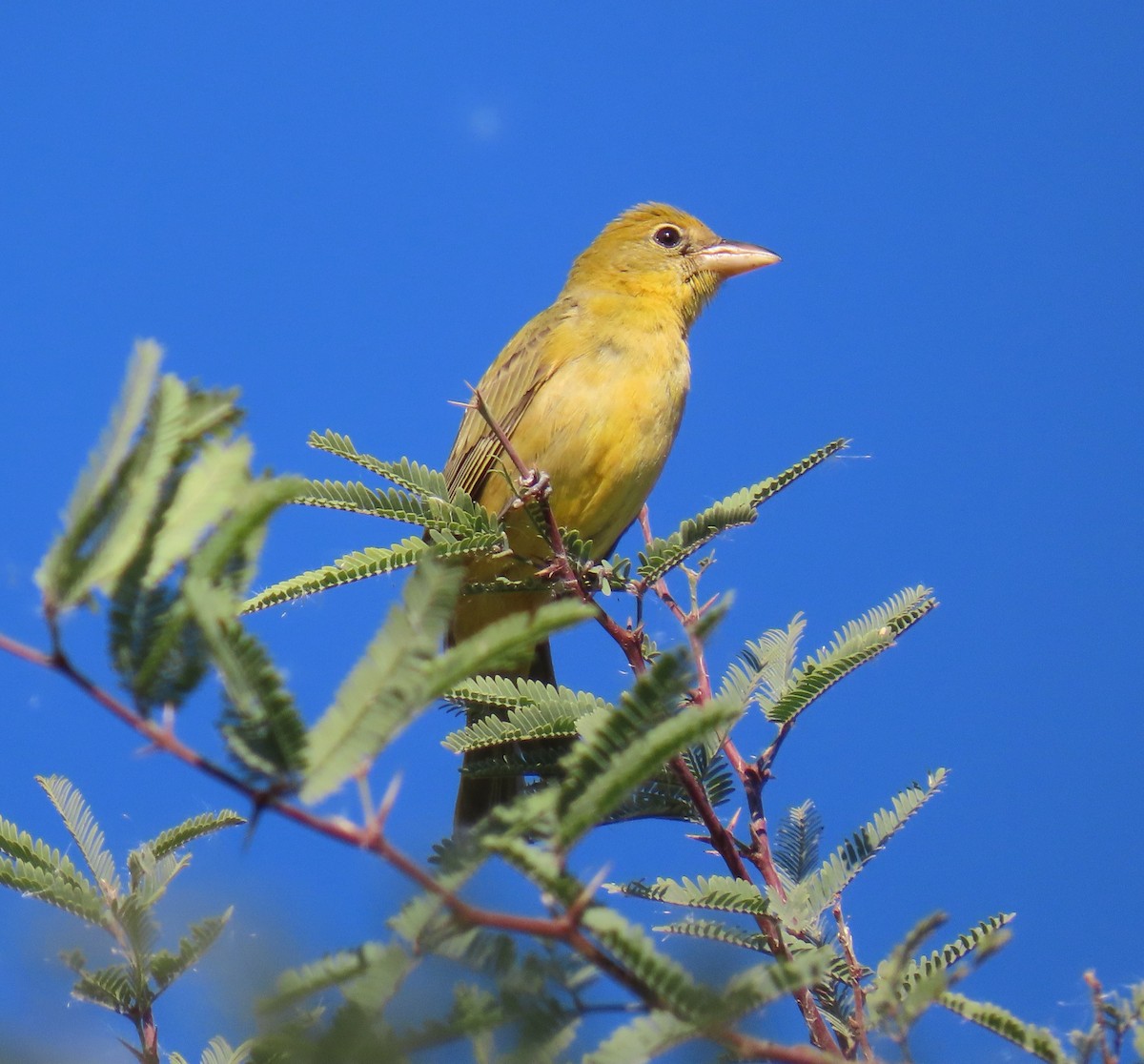 Summer Tanager - ML646208522