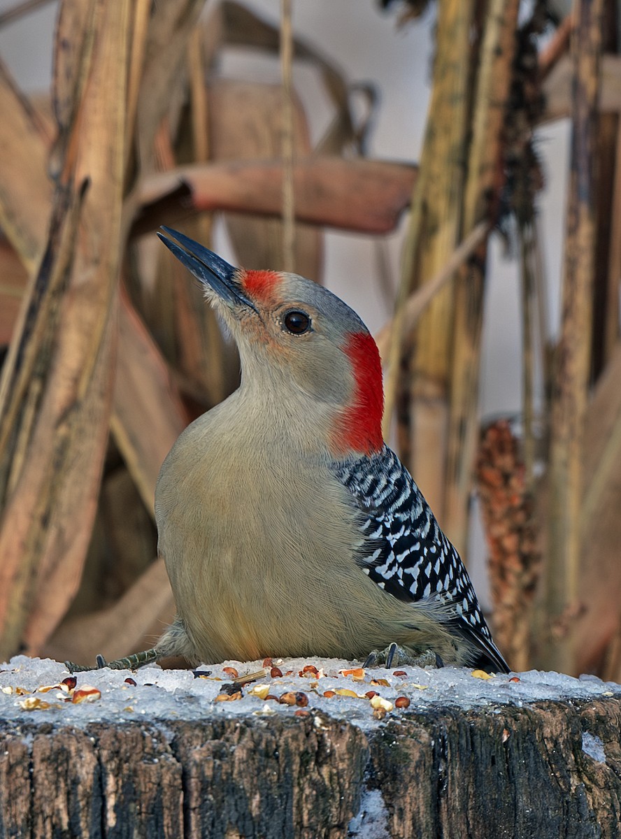 Red-bellied Woodpecker - ML646208524