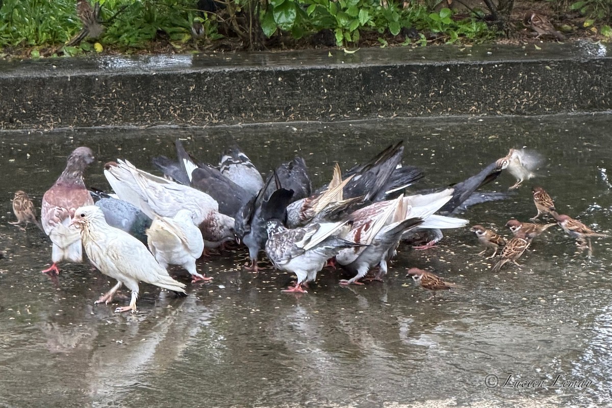 Голуб сизий (міський) - ML646208533