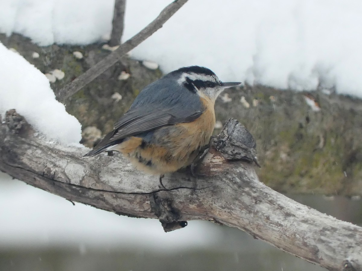 Red-breasted Nuthatch - ML646208535